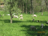 /album/fotogalerie/img-2420-jpg/