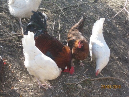 EIERvom BIO-Freilandhuhn